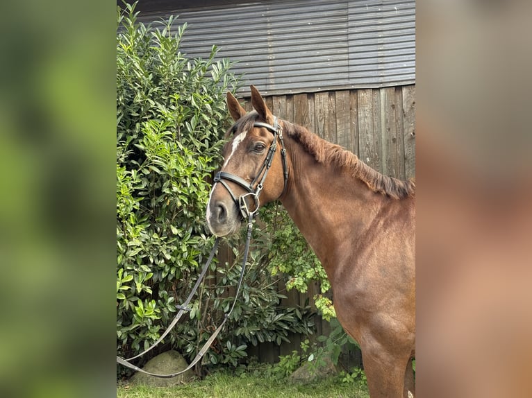 Mecklenburg Warmblood Gelding 8 years 16,1 hh in Petersberg