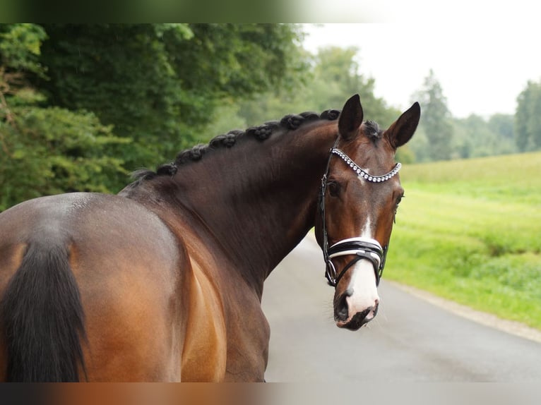 Mecklenburg Warmblood Gelding 8 years 16,2 hh Bay-Dark in Gleichen