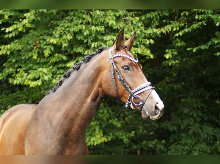 Mecklenburg Warmblood Gelding 8 years 16,2 hh Bay-Dark in Gleichen