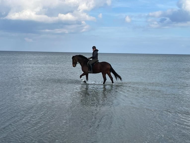 Mecklenburg Warmblood Gelding 8 years 16,2 hh Brown in Henstedt-Ulzburg
