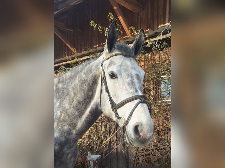 Mecklenburg Warmblood Gelding 8 years 16,2 hh Grey in Loiching