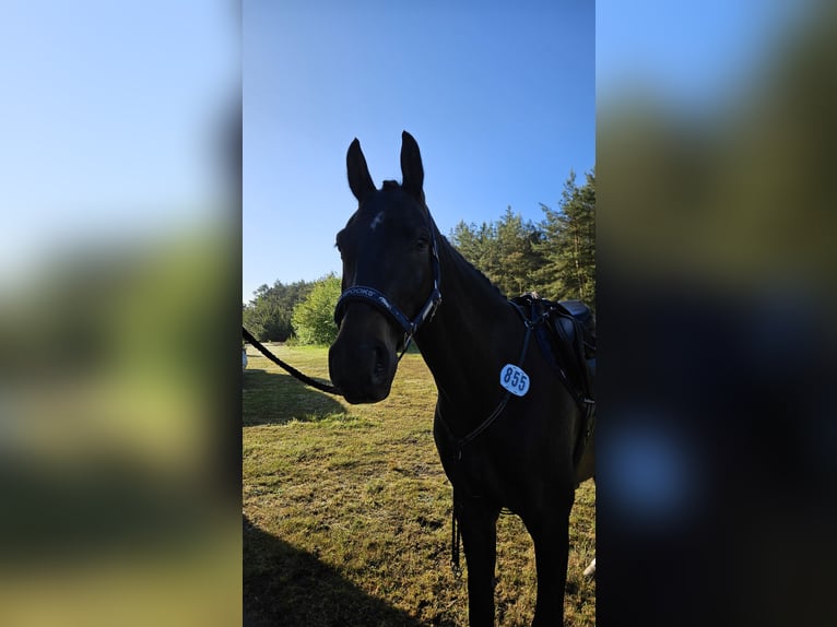 Mecklenburg Warmblood Gelding 8 years 16,3 hh Brown in Wriedel