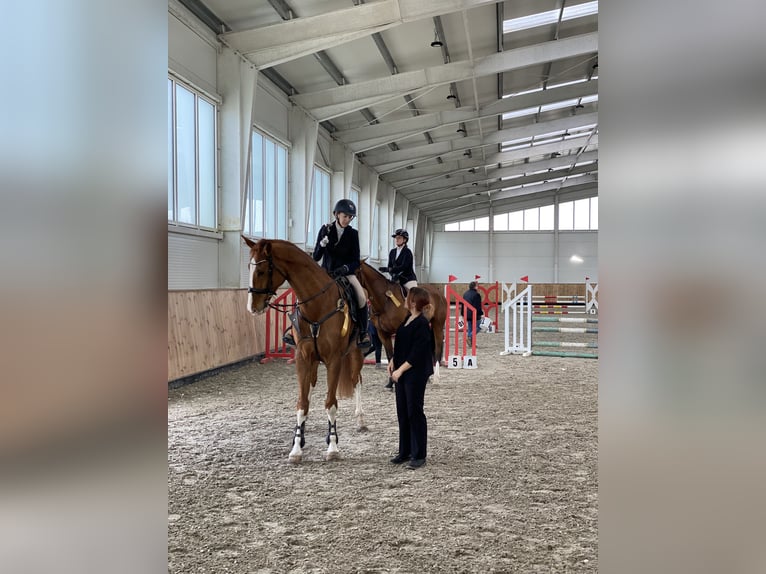 Mecklenburg Warmblood Gelding 8 years 17.1 hh Chestnut in Hódmezővásárhely