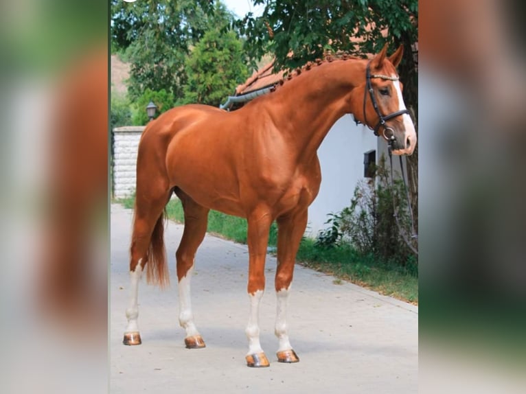 Mecklenburg Warmblood Gelding 8 years 17.1 hh Chestnut in Hódmezővásárhely