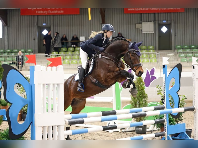 Mecklenburg Warmblood Gelding 8 years 17 hh Bay-Dark in Dachtmissen