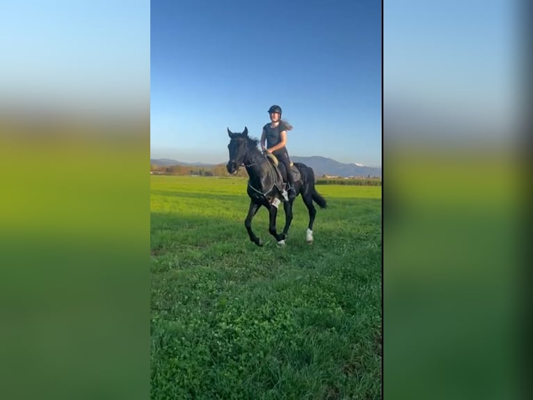 Mecklenburg Warmblood Gelding 8 years 17 hh Black in Emmendingen