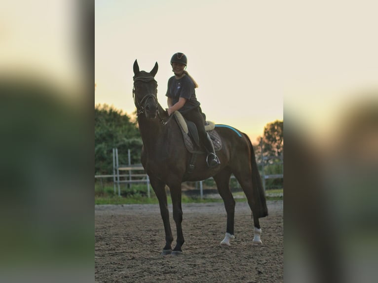 Mecklenburg Warmblood Gelding 8 years 17 hh Black in Emmendingen