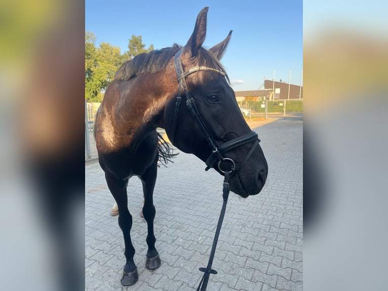 Mecklenburg Warmblood Gelding 8 years 17 hh Black in Emmendingen