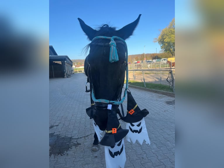 Mecklenburg Warmblood Gelding 8 years 17 hh Black in Emmendingen