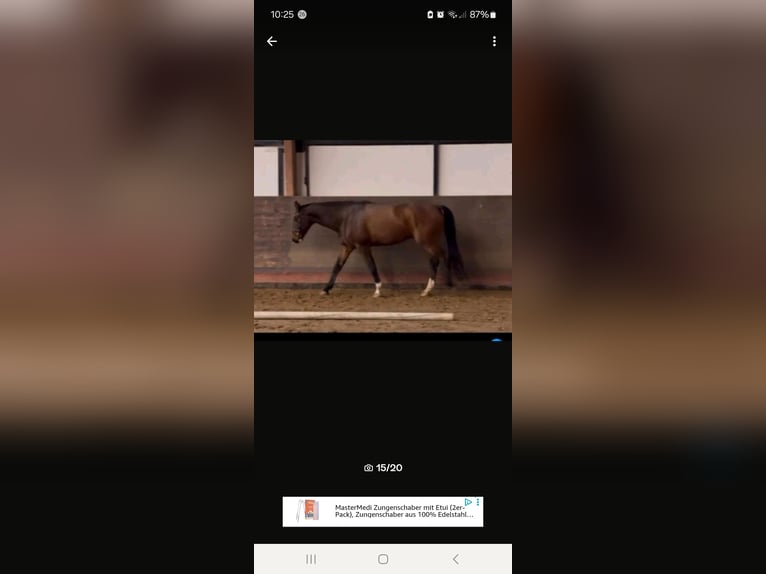 Mecklenburg Warmblood Gelding 8 years 17 hh Brown in Hagenow