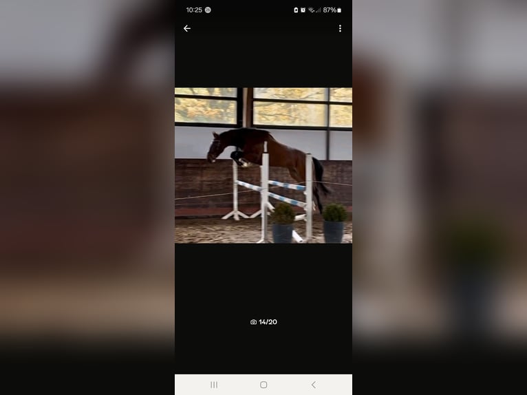 Mecklenburg Warmblood Gelding 8 years 17 hh Brown in Hagenow