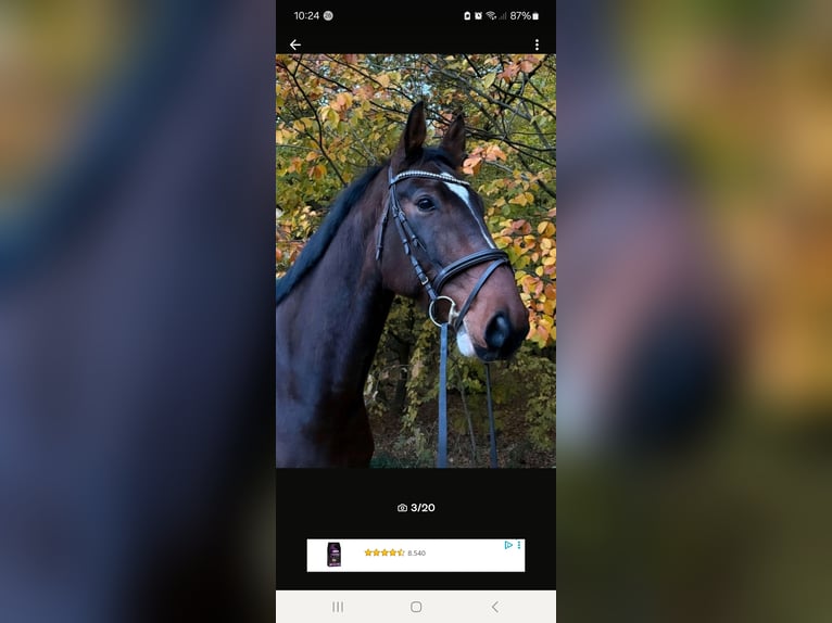 Mecklenburg Warmblood Gelding 8 years 17 hh Brown in Hagenow