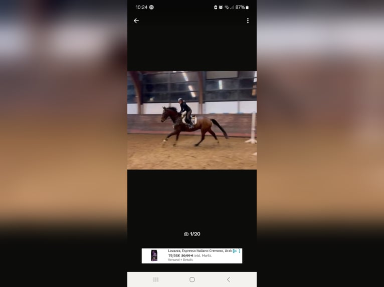 Mecklenburg Warmblood Gelding 8 years 17 hh Brown in Hagenow