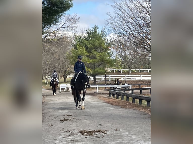 Mecklenburg Warmblood Gelding 8 years 17 hh in Baton Rouge