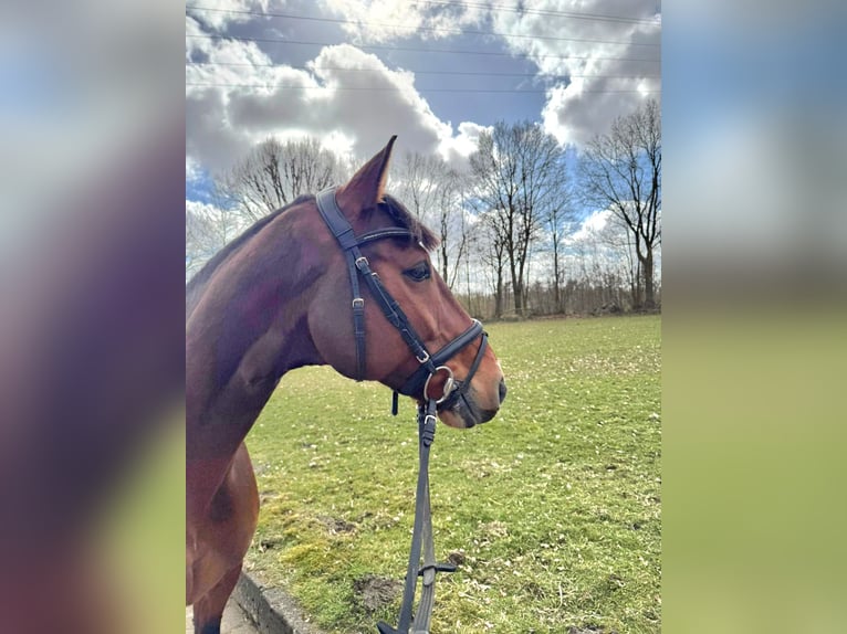 Mecklenburg Warmblood Gelding 9 years 16.1 hh Brown in Henstedt-Ulzburg