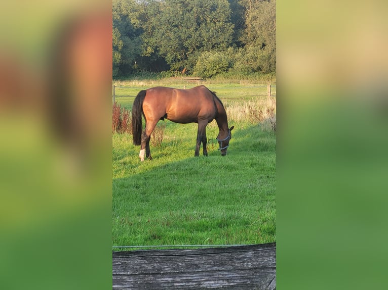 Mecklenburg Warmblood Gelding 9 years 16.1 hh Brown in Henstedt-Ulzburg