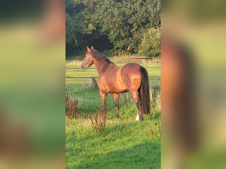 Mecklenburg Warmblood Gelding 9 years 16.1 hh Brown in Henstedt-Ulzburg