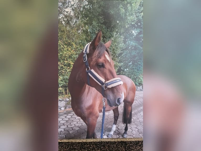 Mecklenburg Warmblood Gelding 9 years 16.1 hh Brown in Henstedt-Ulzburg