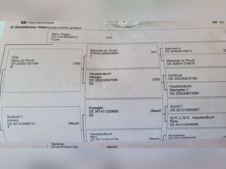 Mecklenburg Warmblood Gelding 9 years 16.1 hh Brown in Henstedt-Ulzburg