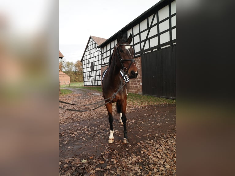 Mecklenburg Warmblood Gelding 9 years 16,2 hh Bay-Dark in Neuental