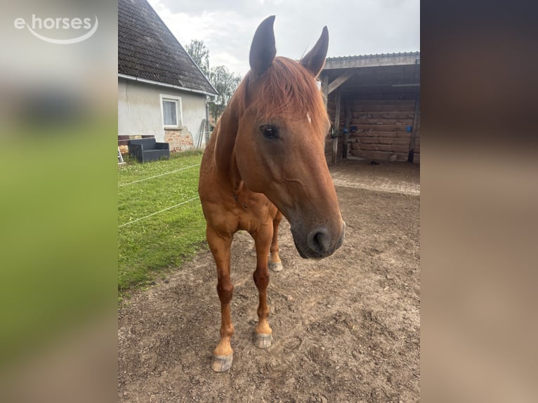 Mecklenburg Warmblood Gelding 9 years 16.2 hh Chestnut-Red in Dobin am See