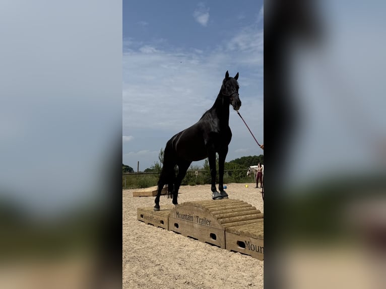 Mecklenburg Warmblood Gelding 9 years 16.3 hh Smoky-Black in Emskirchen