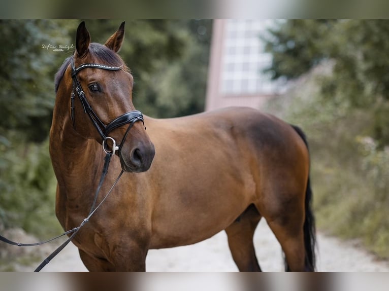 Mecklenburg Warmblood Gelding 9 years 16,1 hh Bay-Dark in Dachau