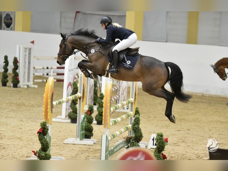 Mecklenburg Warmblood Gelding 9 years 16,1 hh Bay-Dark in Dachau