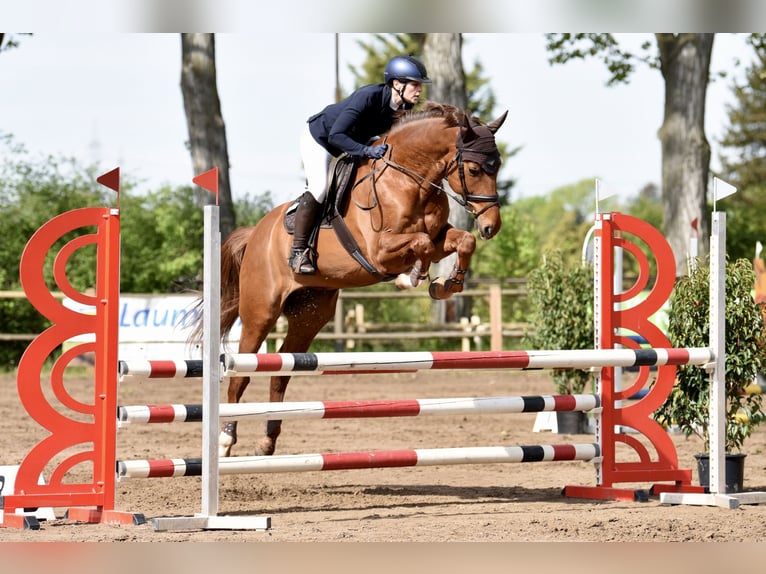 Mecklenburg Warmblood Gelding 9 years 16,1 hh Chestnut-Red in Hattersheim