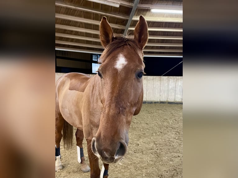 Mecklenburg Warmblood Gelding 9 years 16,1 hh Chestnut-Red in Hattersheim