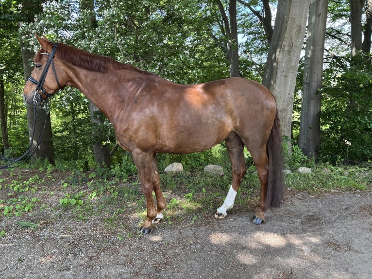 Mecklenburg Warmblood Gelding 9 years 16,2 hh Chestnut-Red in 24369