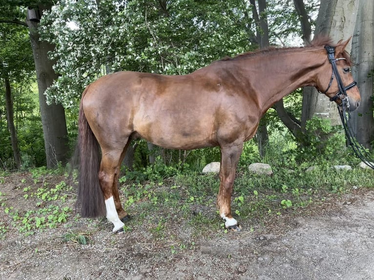 Mecklenburg Warmblood Gelding 9 years 16,2 hh Chestnut-Red in 24369