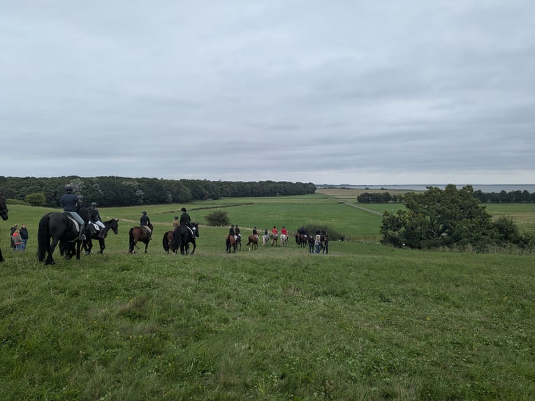 Mecklenburg Warmblood Gelding 9 years 17.1 hh Brown in Kavelstorf