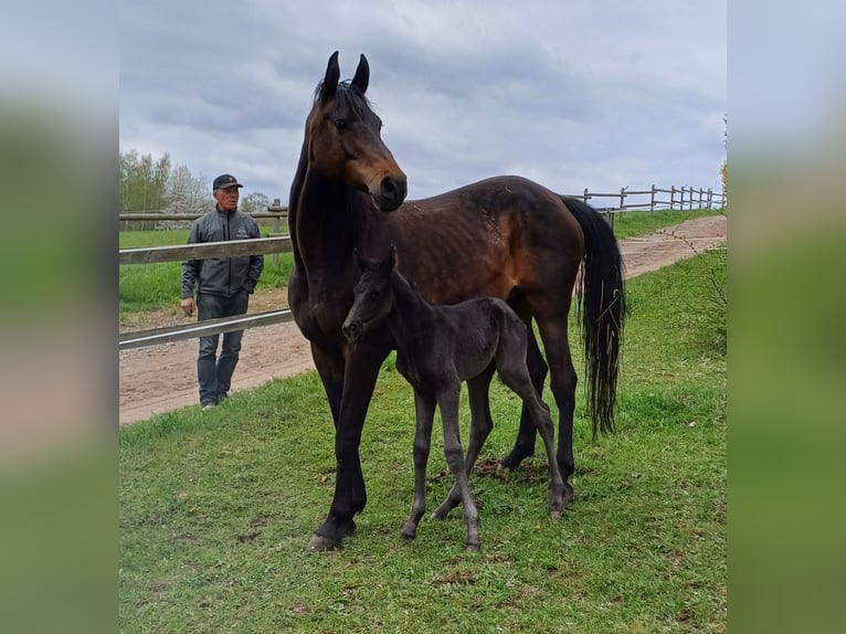 Mecklenburg Warmblood Mare 10 years 16.1 hh Brown in Heinsdorfergrund