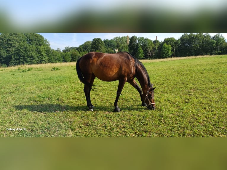 Mecklenburg Warmblood Mare 10 years 16.1 hh Brown in Reichenbach