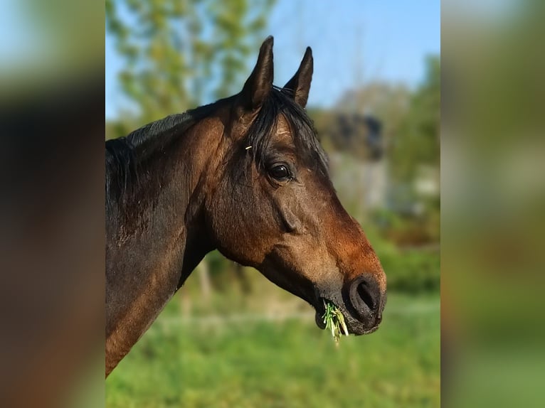Mecklenburg Warmblood Mare 10 years 16.1 hh Brown in Reichenbach