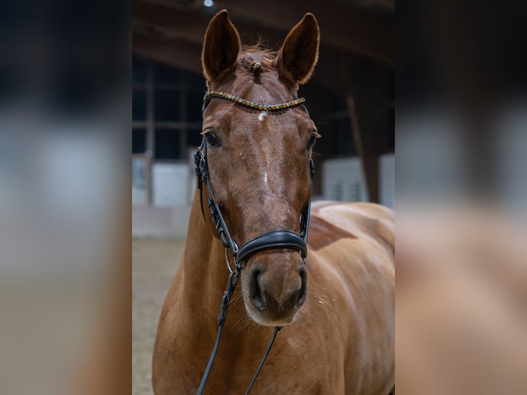 Mecklenburg Warmblood Mare 10 years 16.1 hh Chestnut-Red in Kamen