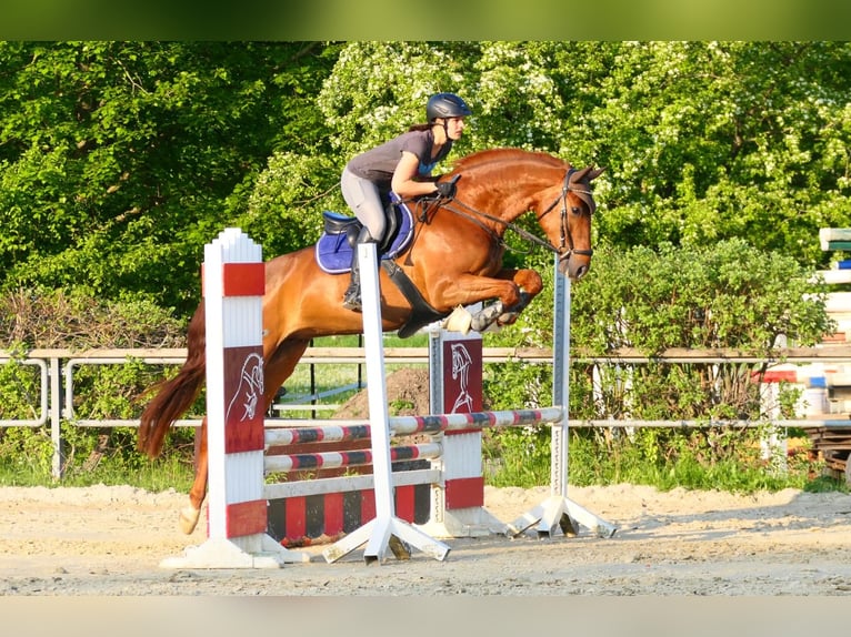Mecklenburg Warmblood Mare 10 years 16.1 hh Chestnut-Red in Kamen