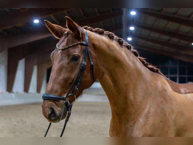Mecklenburg Warmblood Mare 10 years 16.1 hh Chestnut-Red in Kamen