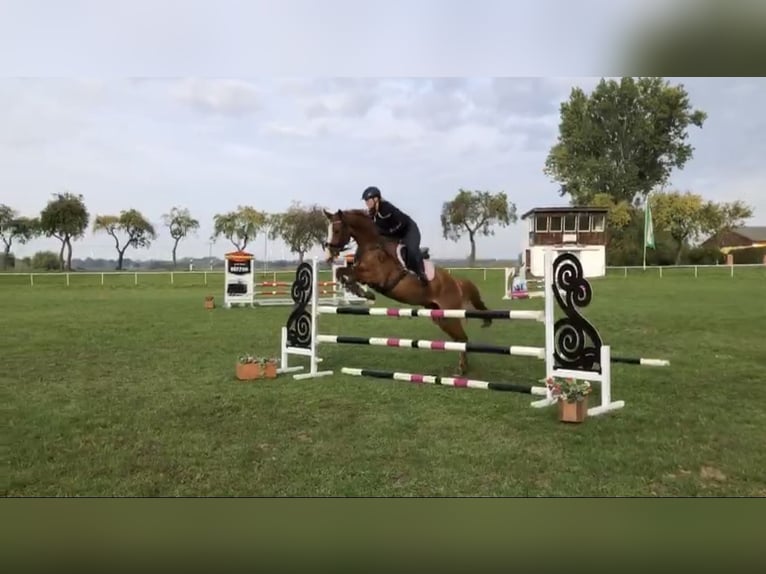 Mecklenburg Warmblood Mare 10 years 16.1 hh Chestnut-Red in Satow