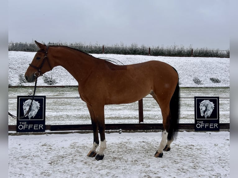 Mecklenburg Warmblood Mare 10 years 16.2 hh Brown in Mengen