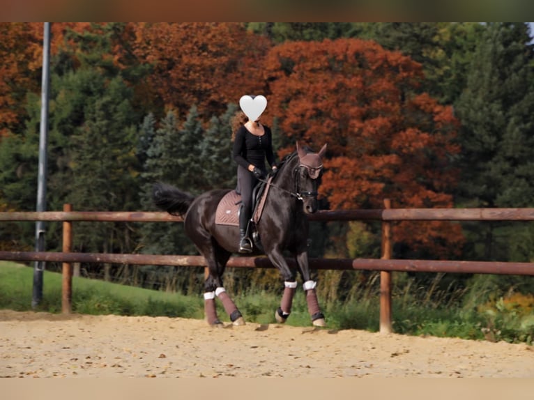 Mecklenburg Warmblood Mare 10 years 16 hh Black in Sprockh&#xF6;vel