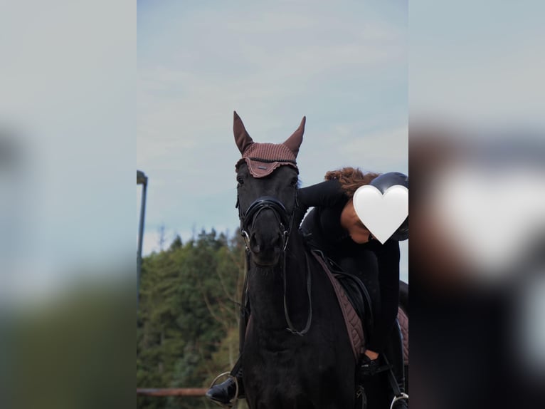 Mecklenburg Warmblood Mare 10 years 16 hh Black in Sprockh&#xF6;vel