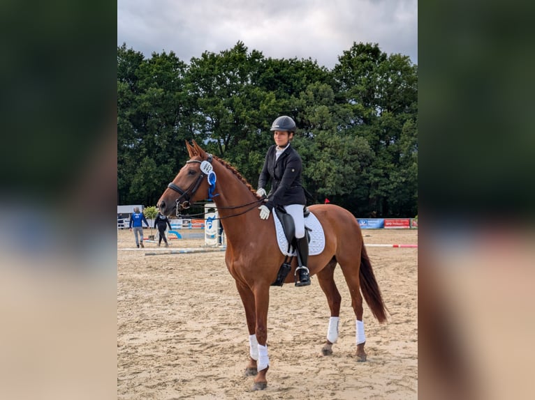 Mecklenburg Warmblood Mare 10 years 16,1 hh Chestnut-Red in Kamen
