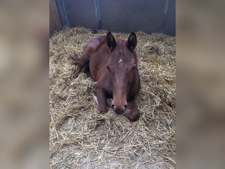 Mecklenburg Warmblood Mare 10 years 16,1 hh Chestnut-Red in Kamen
