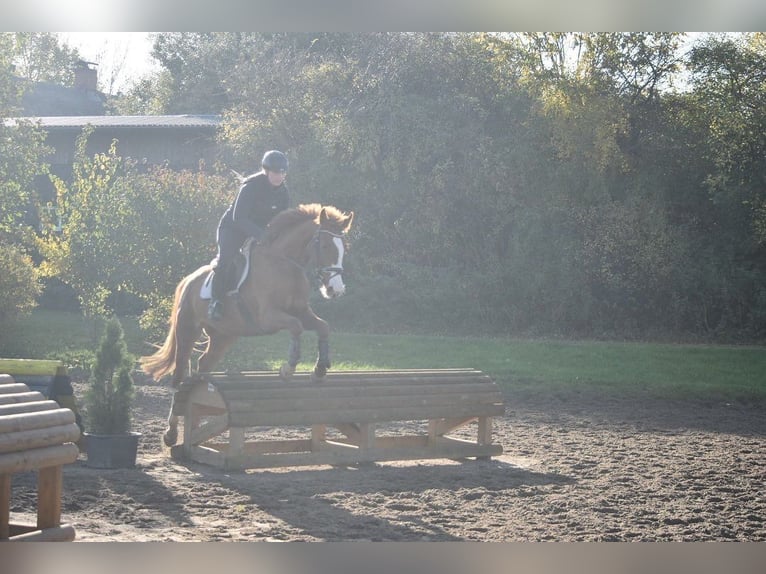Mecklenburg Warmblood Mare 10 years 16,1 hh Chestnut-Red in Satow