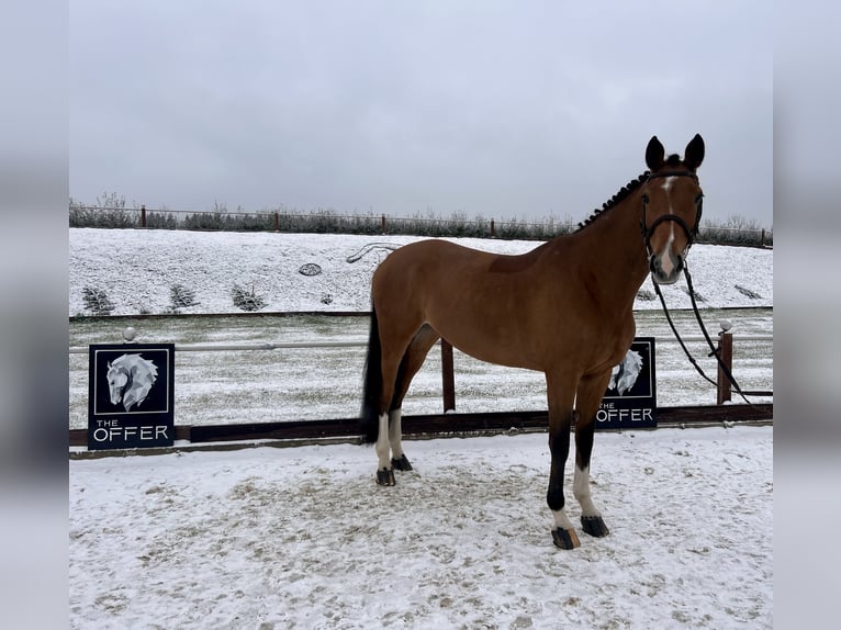 Mecklenburg Warmblood Mare 10 years 16,2 hh Brown in Mengen