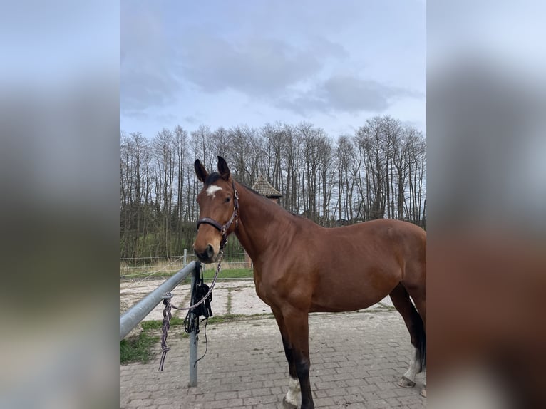 Mecklenburg Warmblood Mare 11 years 16,2 hh Brown in Ahrenshagen-Daskow