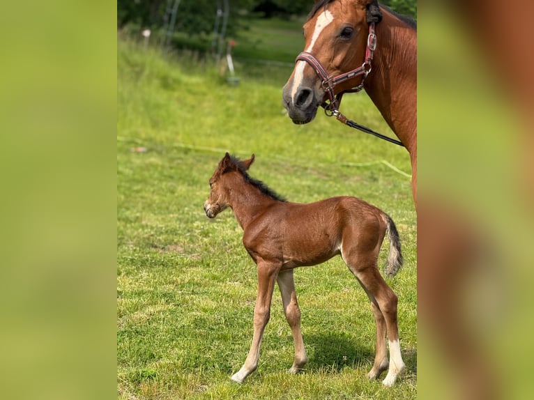 Mecklenburg Warmblood Mare 11 years 16 hh Brown-Light in Gera
