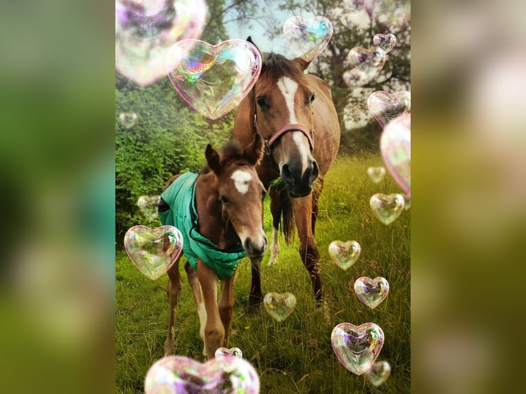 Mecklenburg Warmblood Mare 11 years 16 hh Brown-Light in Gera